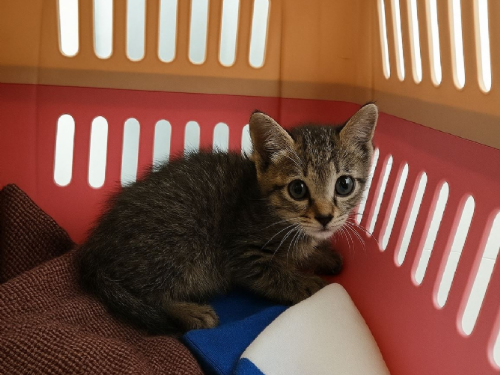 「魷魚哥」展笑顏！三峽虎斑浪貓擺脫口炎之苦，康復後準備迎接新家